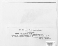 Ramularia rufomaculans image